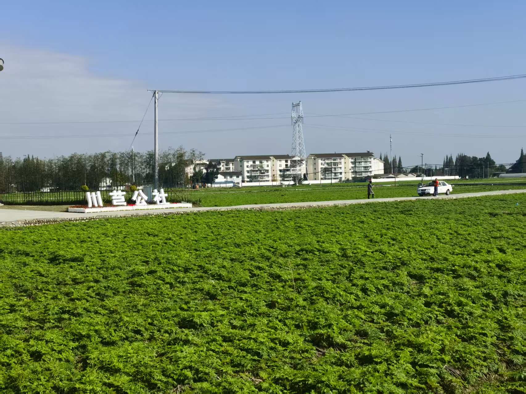 GAP种植基地 3