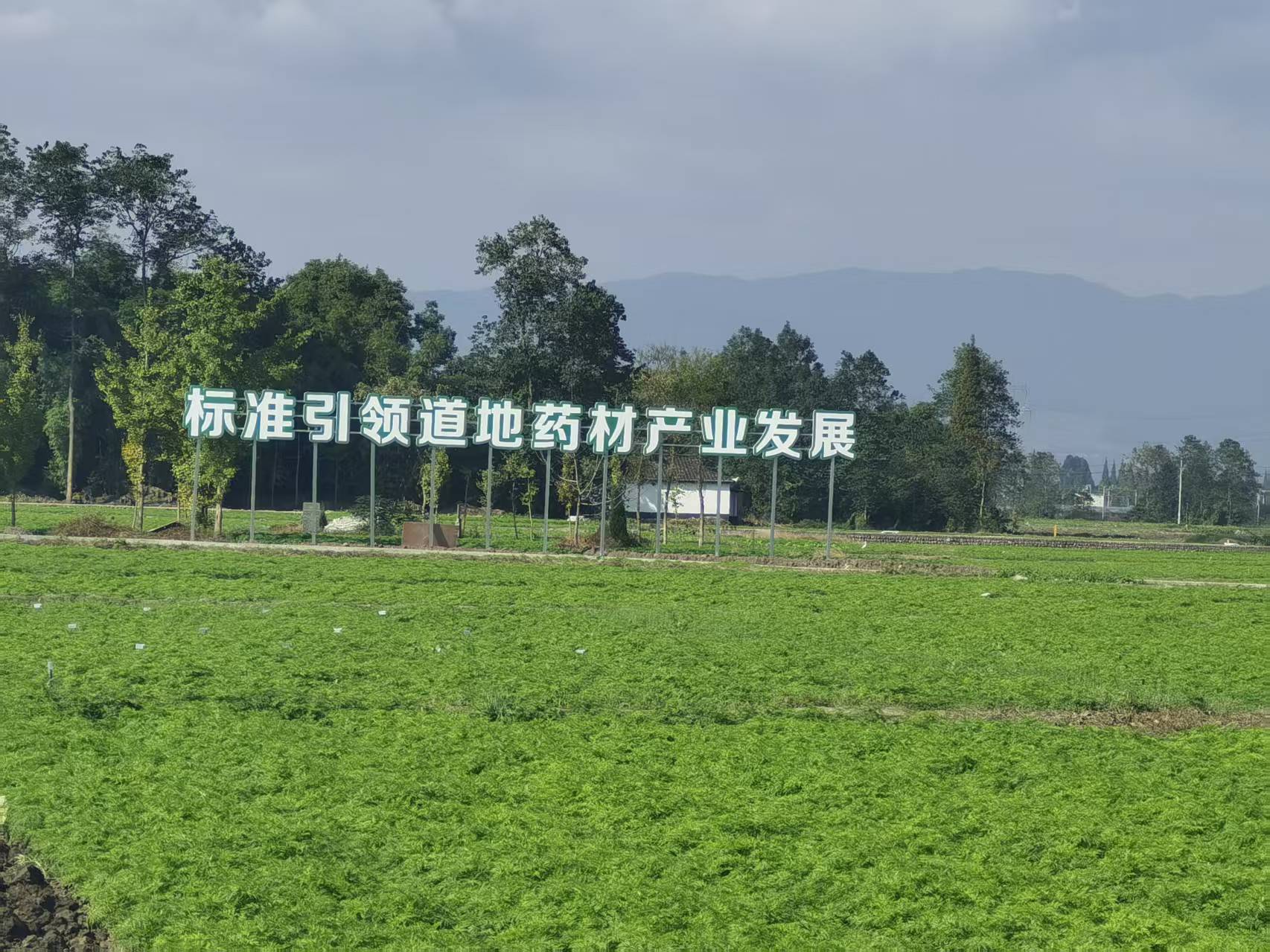 GAP种植基地 4