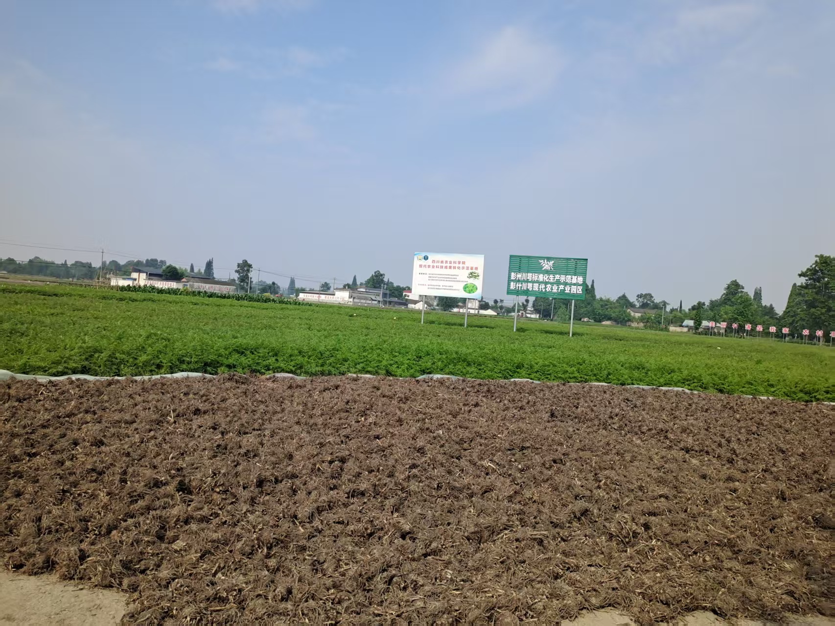 GAP种植基地 6