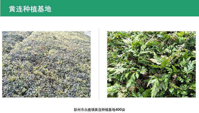 黄连基地
