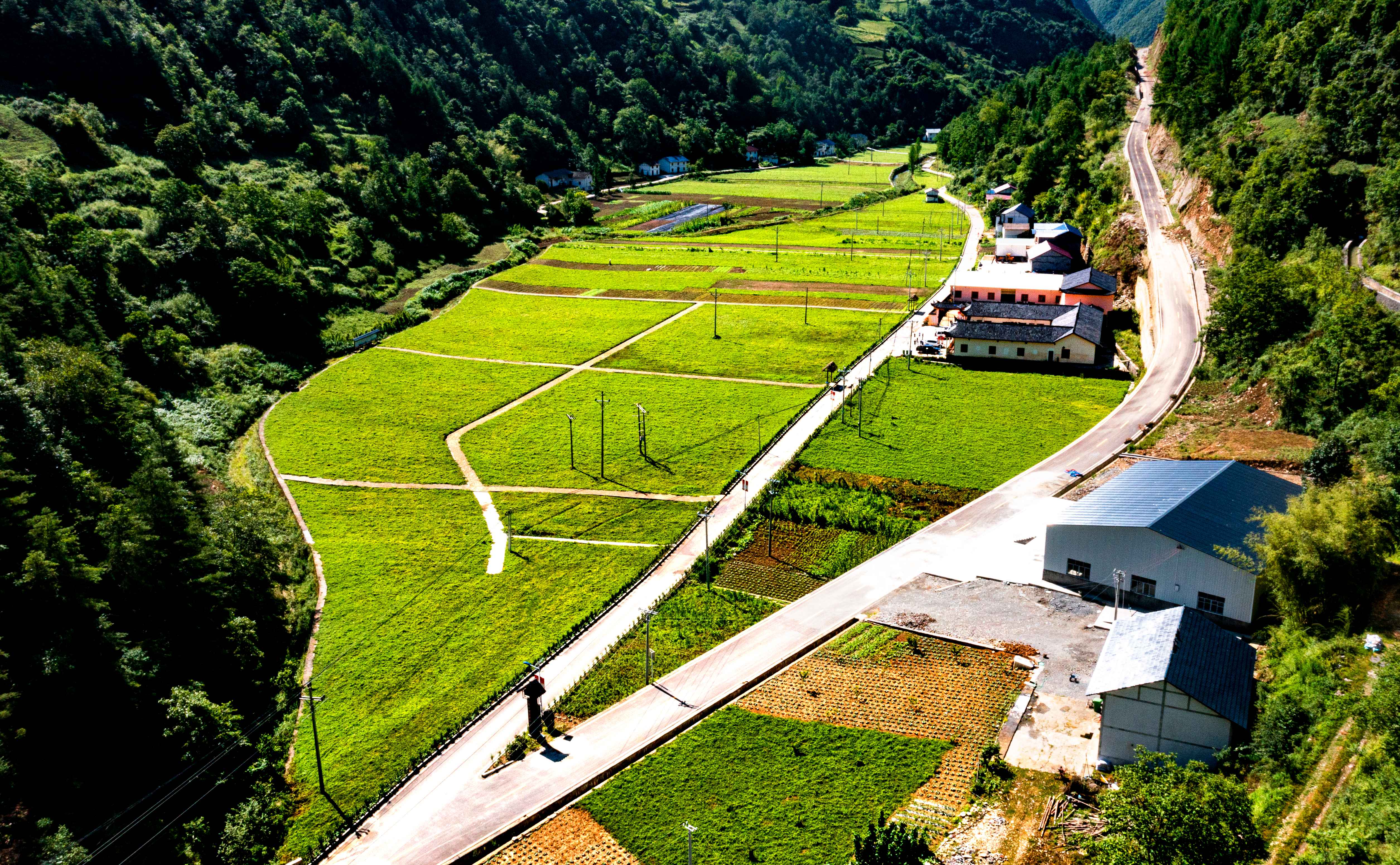 巫山庙党种植基地