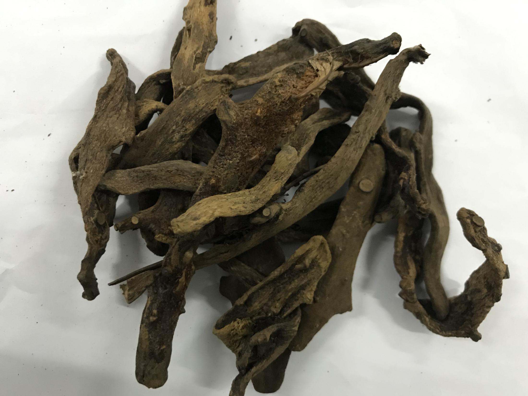 骨碎补